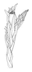 Orthotrichum graphiomitrium, habit with capsule, moist.
 Image: R.C. Wagstaff © All rights reserved. Redrawn with permission from Lewinsky (1984). 